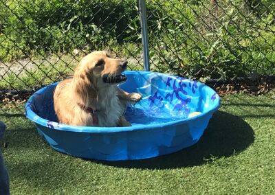 Aurora loves the Bark Park pool!