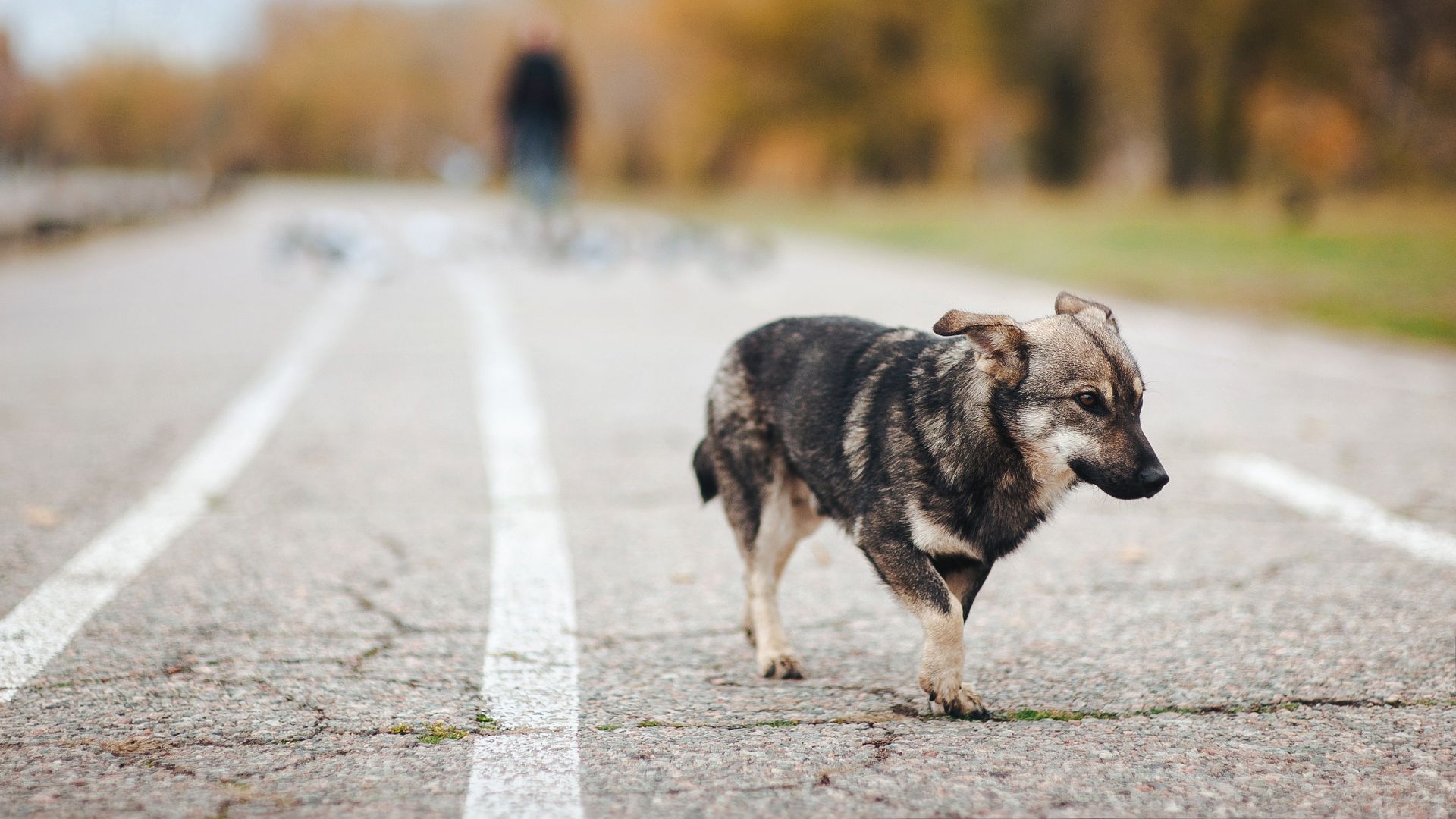 Veterinarian Reviews In Decatur, AL Animal Tracks Vet