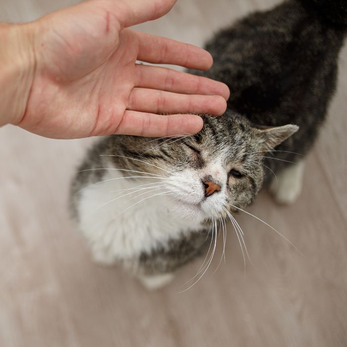 person petting old cat
